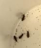Oryzaephilus sp.